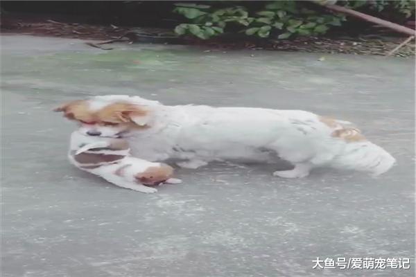 小奶狗特別貪玩，狗媽媽每天都要把它叼回家，網友：這家教真嚴啊