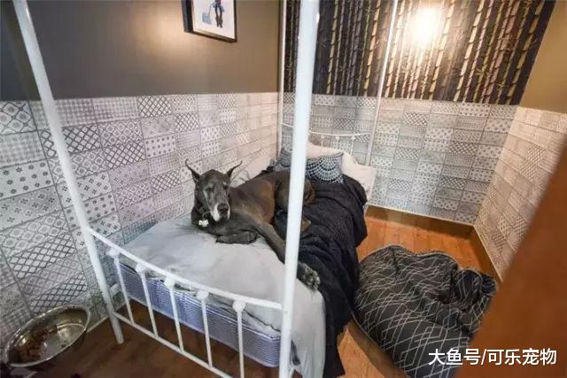 土豪为狗造“豪华酒店”，提供专车服务还有专属管家，高级又奢华