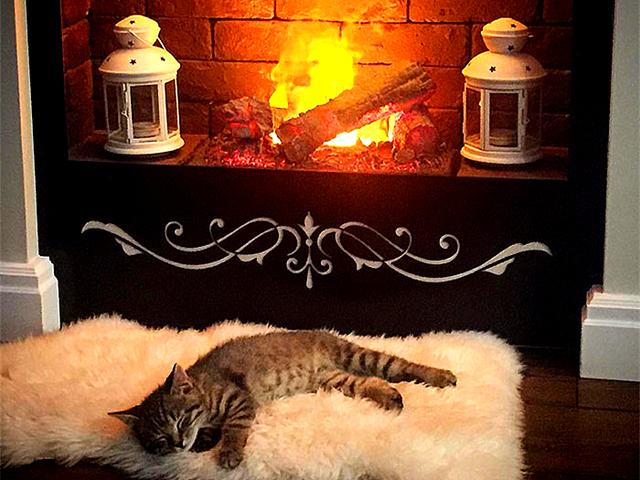 胖狸花超重，铲屎官骚操作带其上飞机后被处罚，网友：胖猫无猫权