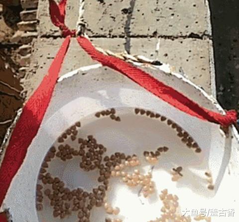 隔壁土狗瘦的剩皮包骨，网友好心喂食并出钱买回，旧主：人傻钱多