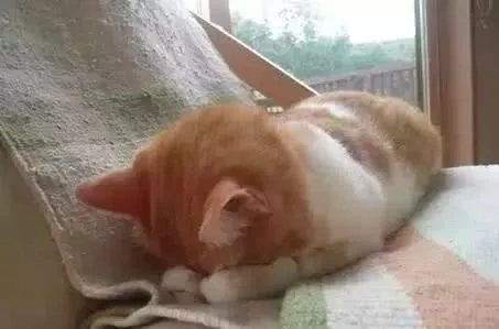 这才是喵星人的绝技，服气……这让经常失眠的人类情何以堪！