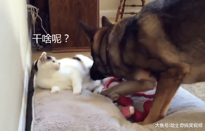 猫抢了德牧的床，结果被大哥“教育”，把人家当二哈了呢？