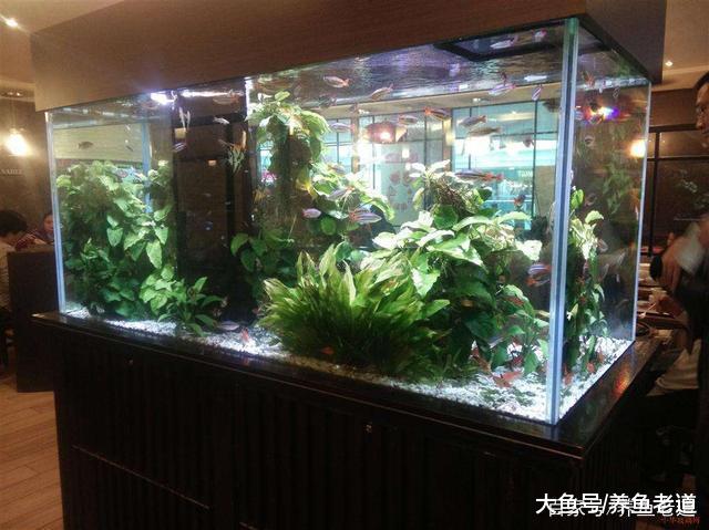 家庭养鱼十大难!
