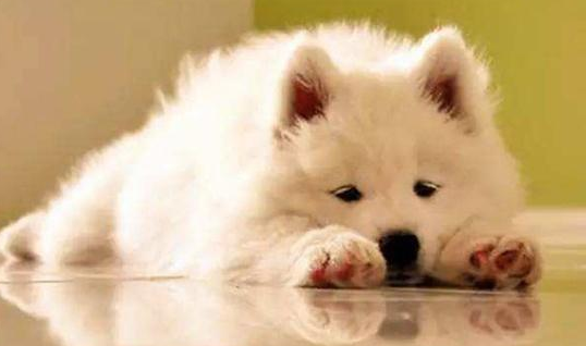 照看狗狗可不能做这五件事，不然它们很容易生病，大家有中几条吗