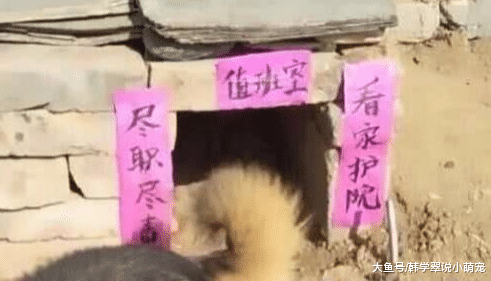 回家途中路过一狗窝，看到上面的几行字后，路人忍不住拍照狂笑