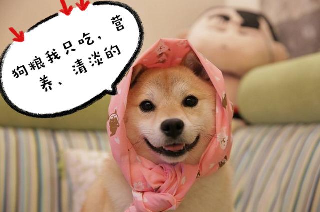 狗界最会掉毛的6种狗，养在房间里狗毛满天飞，过敏者慎养！
