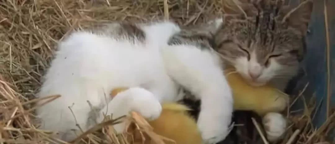 鸡窝窜进了野猫，原本还很担心，早上一看鸡窝，心情更迷了：咋整