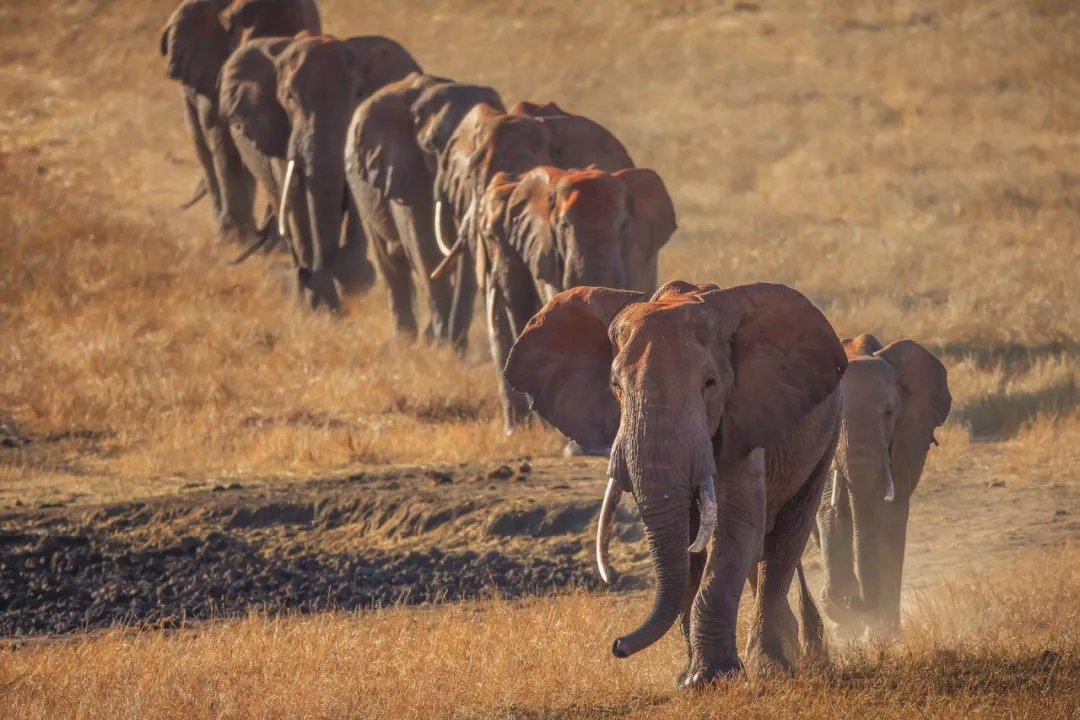 遭遇肯尼亚（一）跟着肖戈拍大象