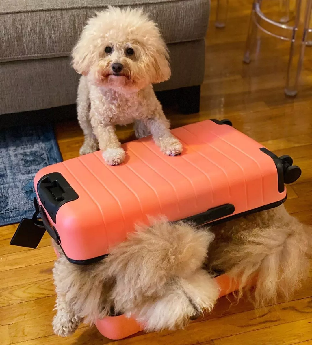 小哥买了一对双胞胎贵宾，但半年后他傻眼了，这差距也太大了！