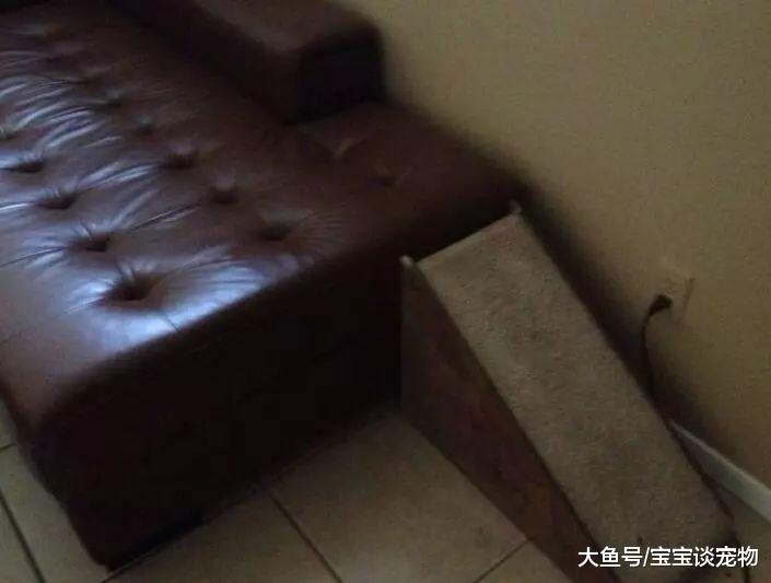 狗狗因年长跳不上去床，主人看到后……