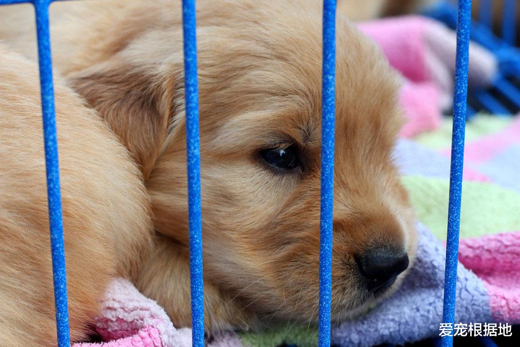 得了细小的狗狗，安乐死后竟奇迹般生还，伸出爪子那一幕让人心痛