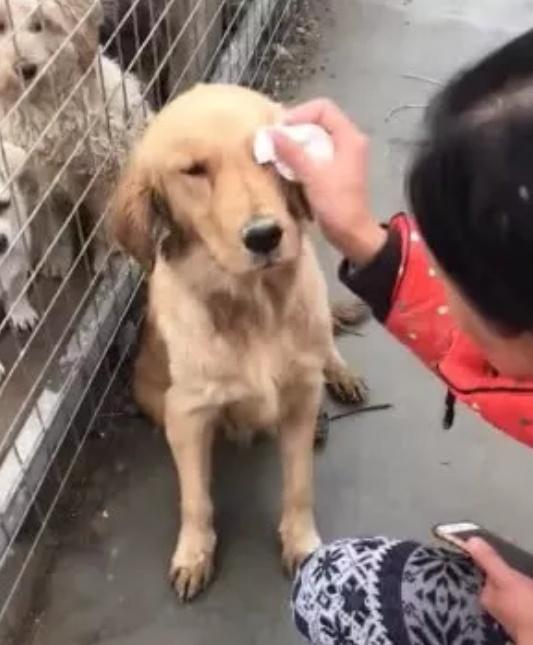 失踪近两周的金毛, 最终在贩子手上找到, 主人泪流满面