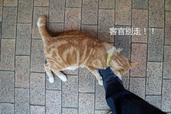 猫咪在给主人卖鱼干，见男子从身前走过，紧接着的举动引人爆笑