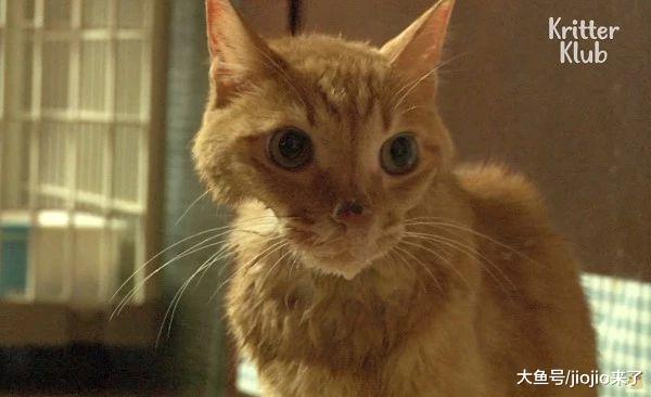 橘猫被弃养心碎绝食整整三个月，暴瘦到脸颊凹陷，新主人心疼落泪