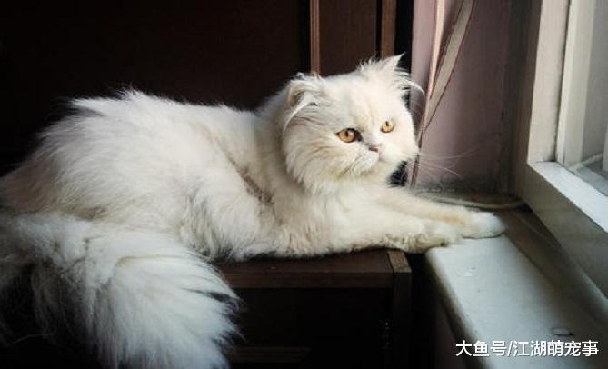 铲屎官公认5种最适合家养的猫，快看看自己家的有没有