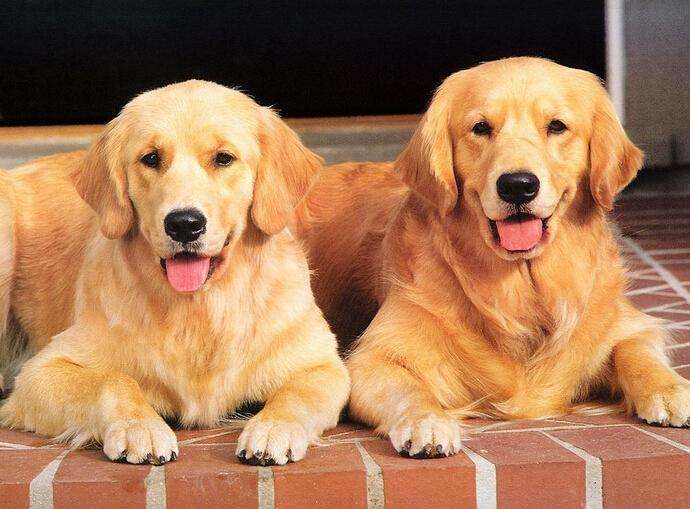 佛系主人放羊式遛狗，大金毛：妈，绳掉了，算了我自己来！