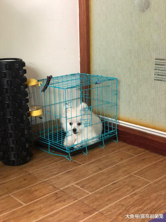 博美就是个“开心果”，没有它在身边，可能早就放弃这座城市了