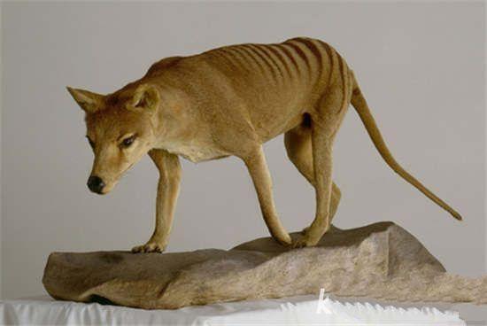 組圖：地球上10大神秘動物，3億年前的魚滅絕之后再次被發現