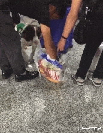 检疫犬不吃饱也容易失误，还以为搜出违禁品呢，原来是玉米太香了