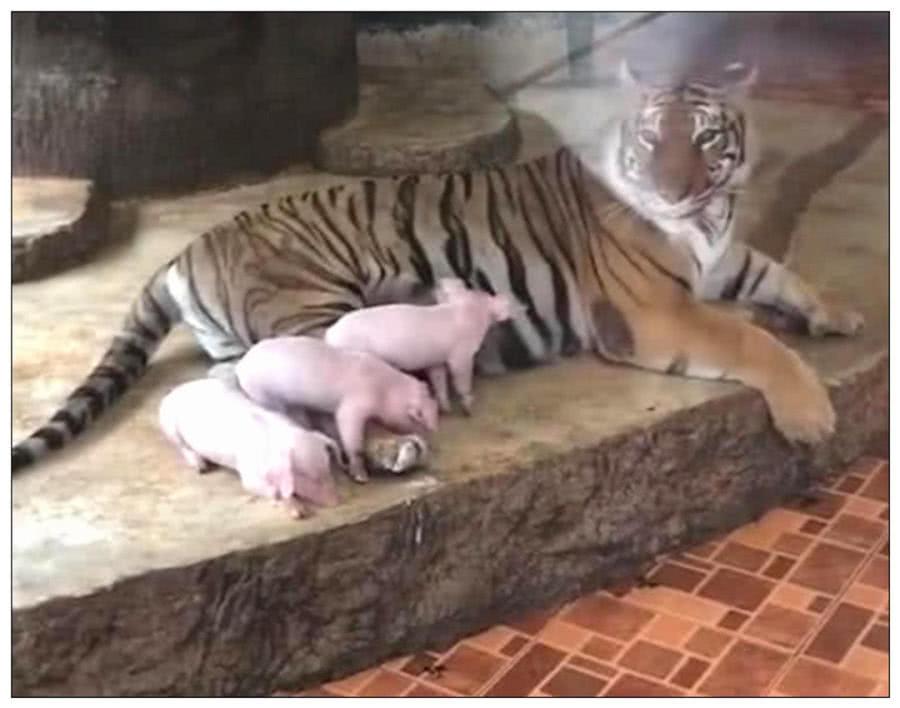 動物園為了訓練老虎的野性，丟了3只小豬進去，幾天后一看傻眼了