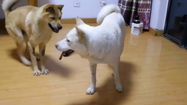 對人類最忠誠的“3種”犬，有一種居然會有“第三只眼”，超好養