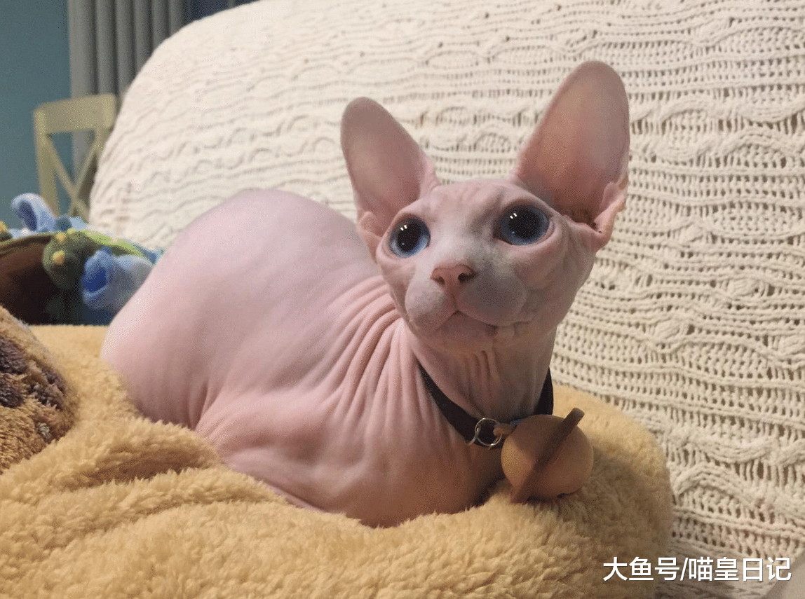 哪种喵星人和小孩子在一起时最般配呢？这四种喵星人最合适！