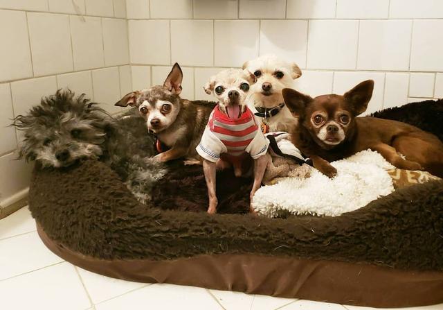 经历丧犬之痛的他，选择了领养其他的老年狗狗，将这份爱延续下去