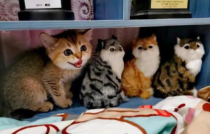 科学证明，养猫有利于身体健康