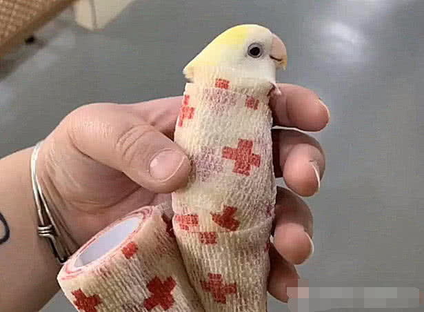 鹦鹉不吃不喝送去医院检查，看到医生开的检查项目后，主人懵逼了