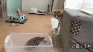 给大家变一个关于橘猫的魔术