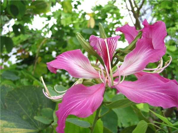 这些绿植不适合摆放在室内，你要知道！