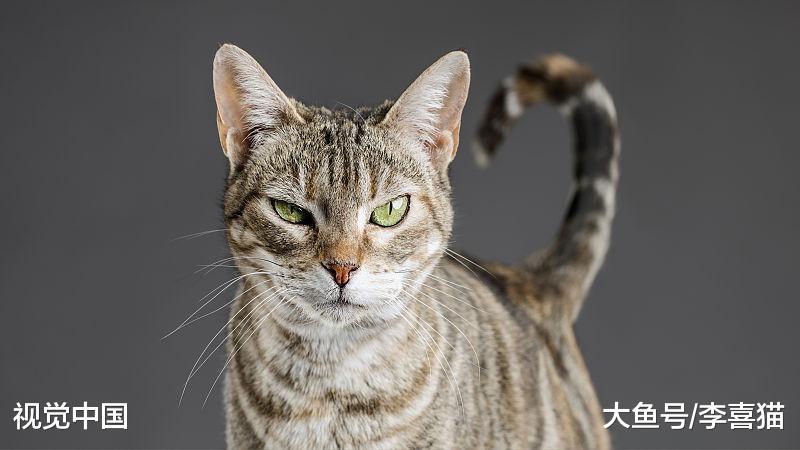 再高冷的猫咪都有一颗充满爱的心, 它们就是这样一步一步征服人类的