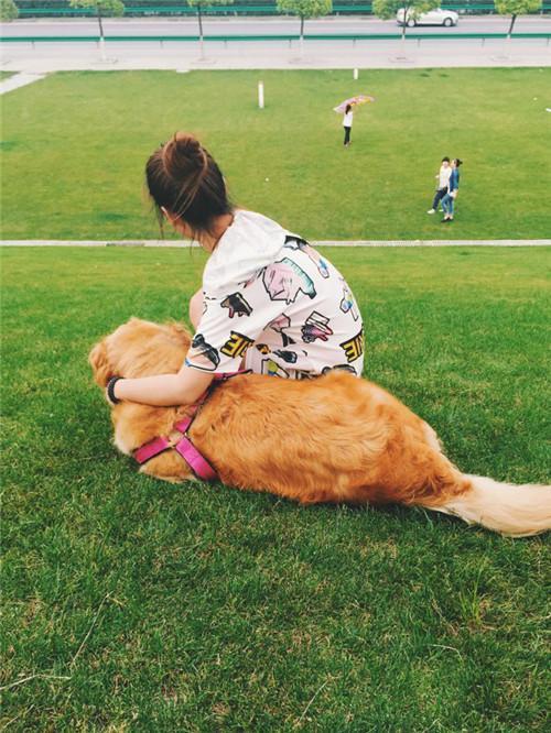 金毛在家被小偷拐走，网友没有放弃，几经周折终于找回！