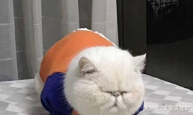 陈赫的方猫都一败涂地，这只“圆规”画出的猫承包了网友整日笑点