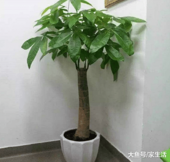 回家就应该养这4种植物，既能旺财又美观，关键还能净化空气
