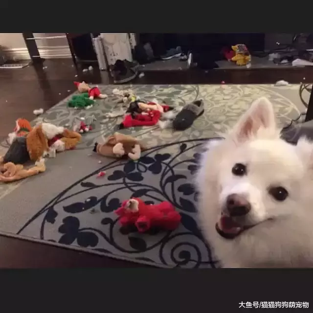 惡作劇的汪星人，看了以后你還想養狗嗎？