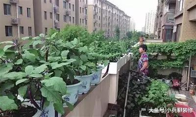 公婆进城后闲不住，阳台这么多种菜，一年都不用买蔬菜了！