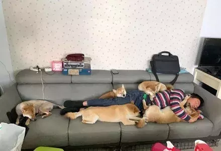 網友養狗成癮，竟然一口氣養了6只柴犬，快窒息了.