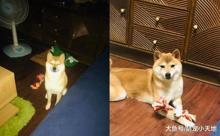 柴柴剛到新家，一天到晚對著鏡子微笑：恩？我有鏟屎官了？