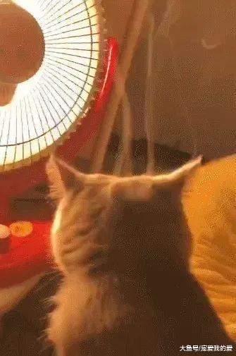 猫咪在取暖器边上取暖，回头后笑哭。网友：咦，你的毛怎么了？