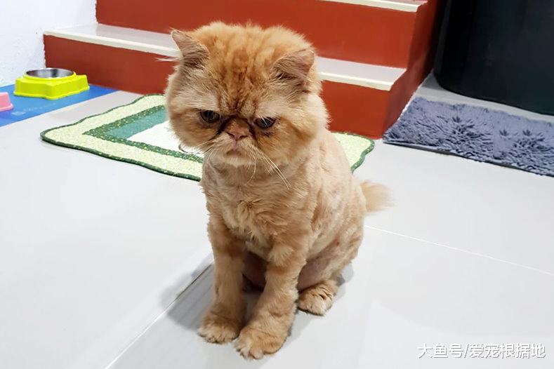 谁说加菲猫智商低？其实它只是长得蠢，实际上聪明得要命！