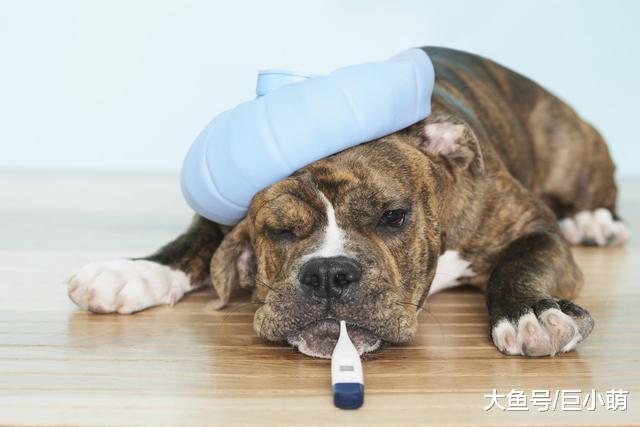 犬窝咳具有传染性，多数主人都不了解它，关于犬窝咳的七个知识点