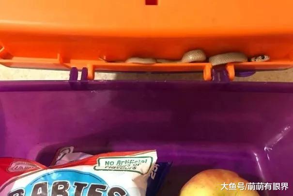 澳洲人的生活跟蛇一刻也离不开……