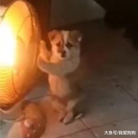 这狗火了，烤个火被中国消防点名，狗：我就想考个jio而已啊