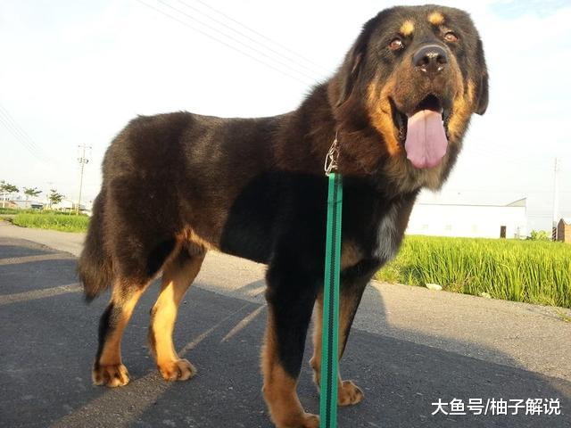 小男孩牵着124斤藏獒散步，狗狗突然冲进草丛，结果却让主人暖心！