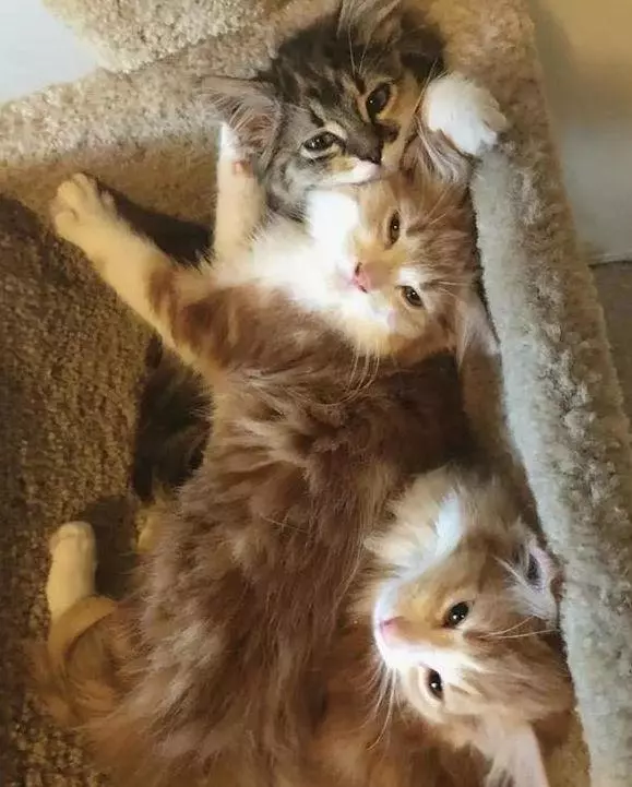 绝育过的猫叼回三只小猫崽，主人疑惑：你把谁家孩子偷来了