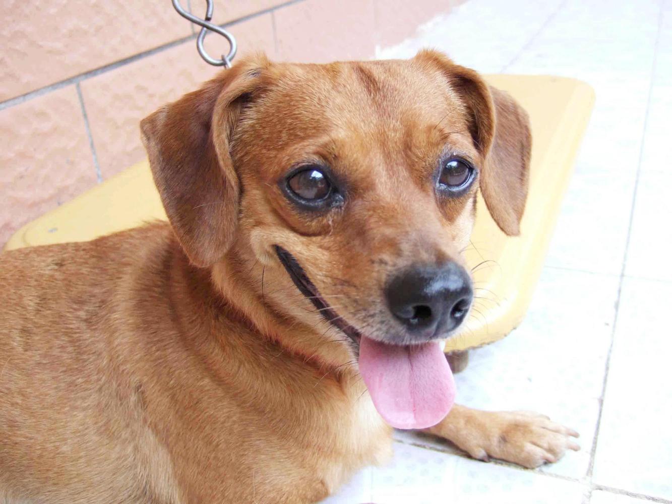 狗眼里的世界是黑白的？不不不，帶你了解狗眼里的世界是什么顏色