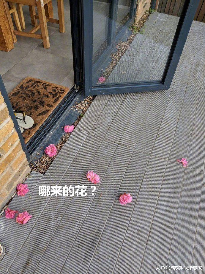 美女搬到新家，邻居家的猫竟偷花来送她，这是在凭真本事泡铲屎妹