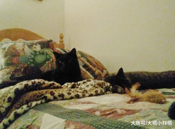 野猫偷偷躲进小伙家，小伙坚持喂食感动野猫，最终一生幸福相伴