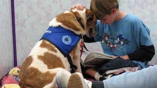 不只是狗狗，猫咪也能成为治疗动物，为什么它们能治愈人心？